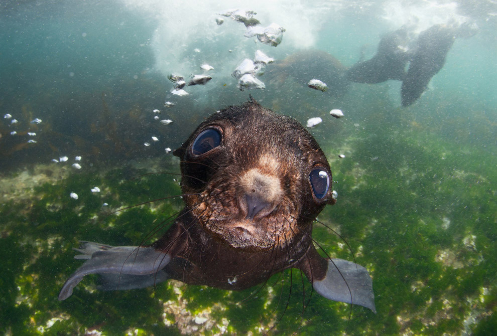  Sony World Photography Awards 2016 (19 )