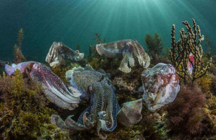 Лучшие снимки 2015 года по версии Sony World Photography Awards (15 фото)