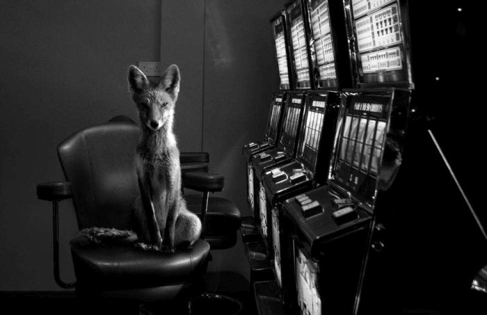 Лучшие снимки 2015 года по версии Sony World Photography Awards (15 фото)