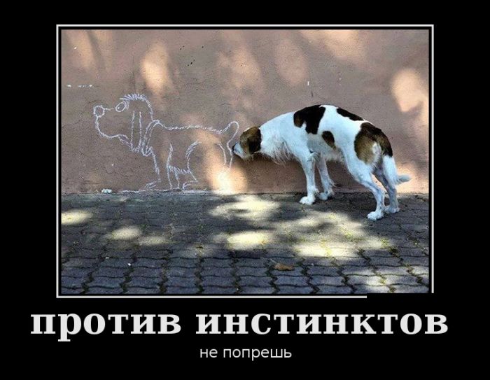 ������������ ������������ (30 ��������)