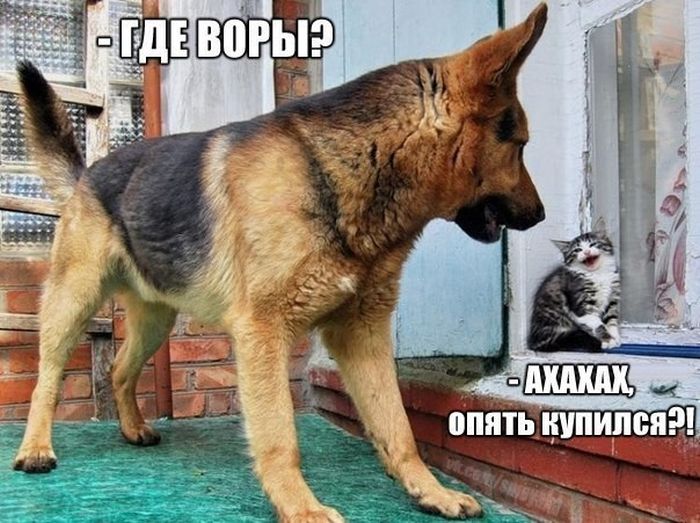 Прикольные картинки вторника (26 картинок)