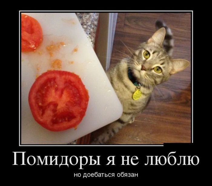 Демотиваторы четверга (30 картинок)