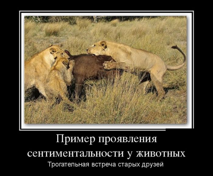 Демотиваторы среды (30 картинок)