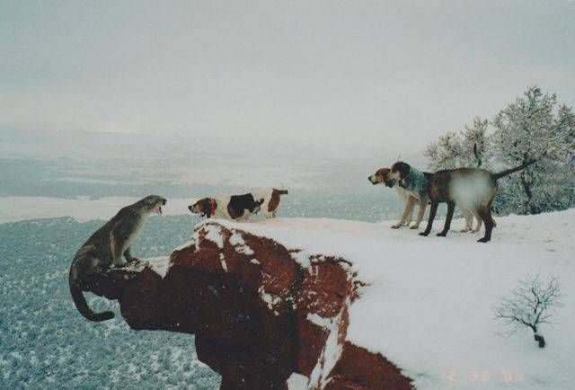 Прикольные картинки четверга (18 фото)