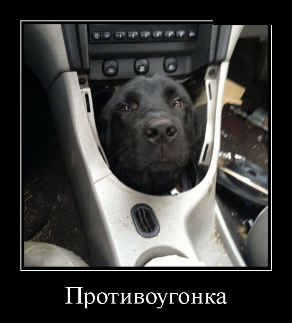 Демотиваторы пятницы (30 картинок)