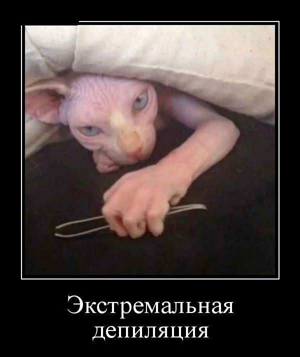 Демотиваторы пятницы (30 картинок)