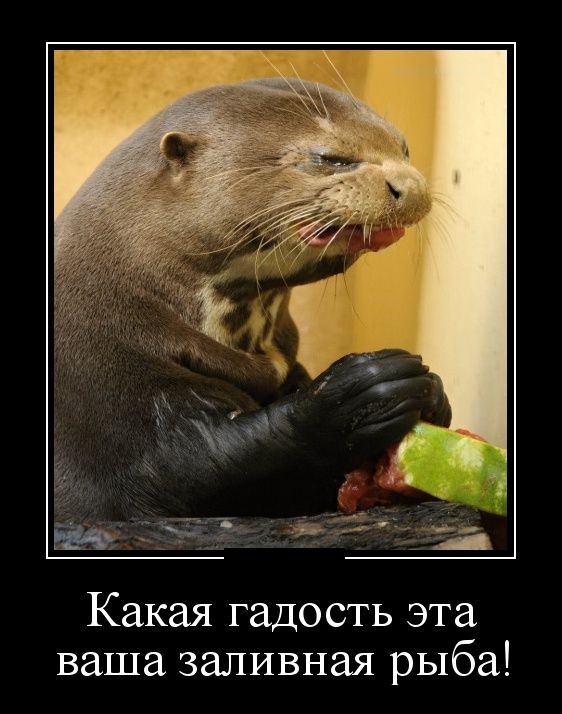 Демотиваторы пятницы (30 картинок)
