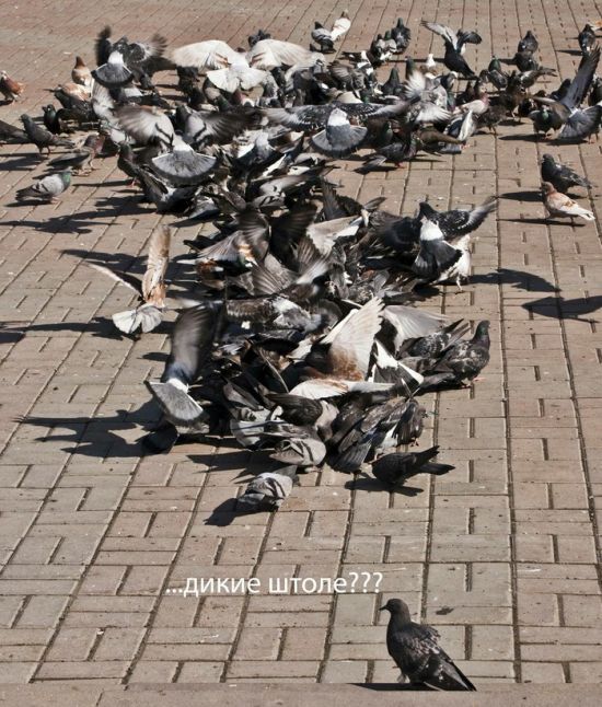 Прикольные картинки четверга (24 фото)