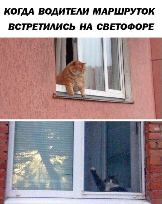 Прикольные картинки понедельника (25 фото)