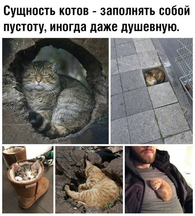 Смешные картинки среды (21 фото)