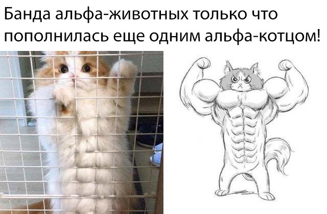 Смешные картинки среды (21 фото)