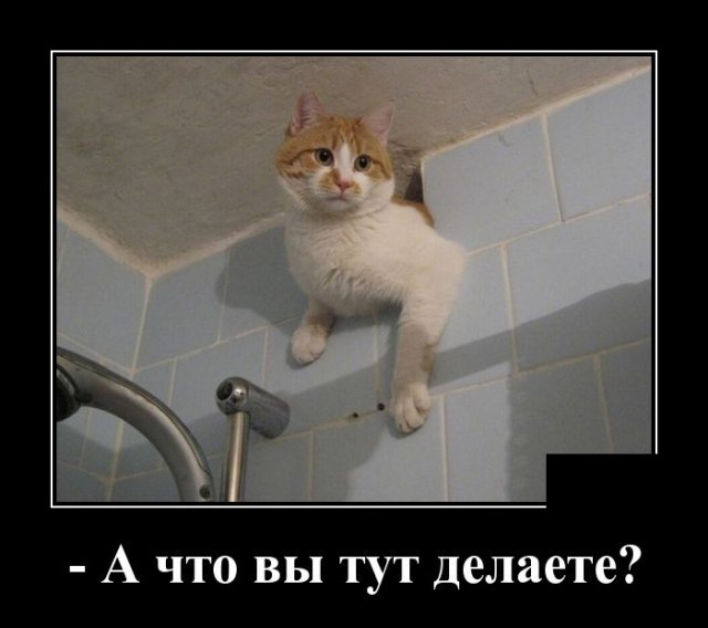 Демотиваторы четверга (20 фото)