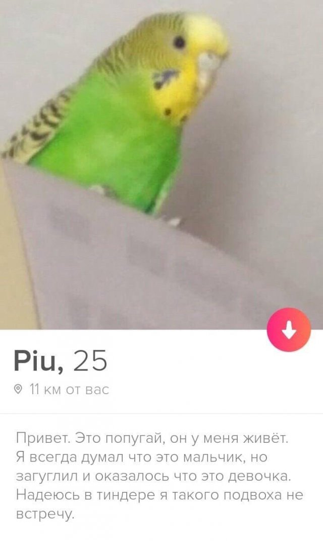   Tinder (15 )