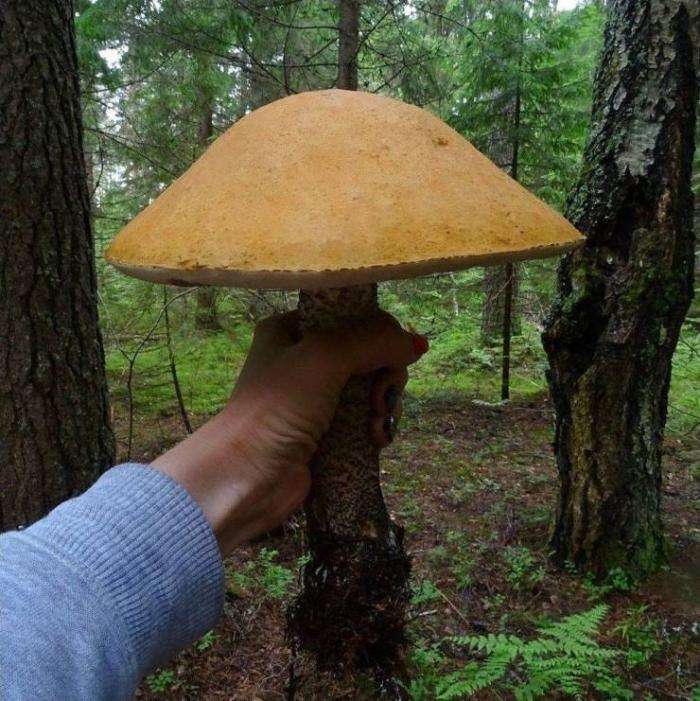 Свежие приколы за выходные (30 фото)