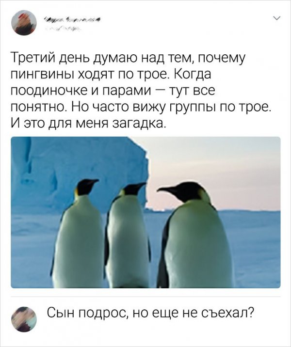 Смешные комменты из сети (30 фото)