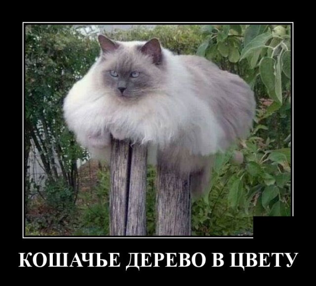 Демотиваторы среды (20 фото)