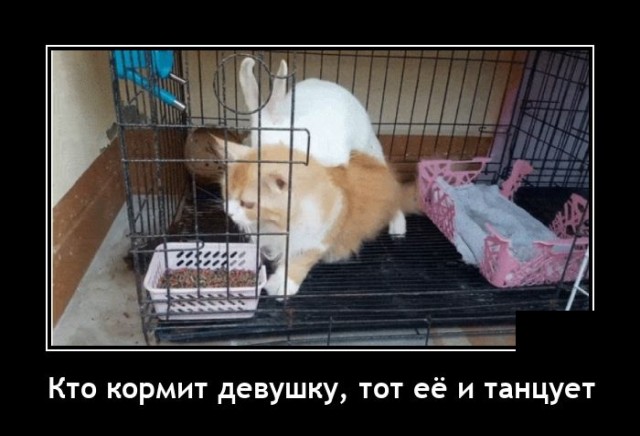 Демотиваторы четверга (20 фото)