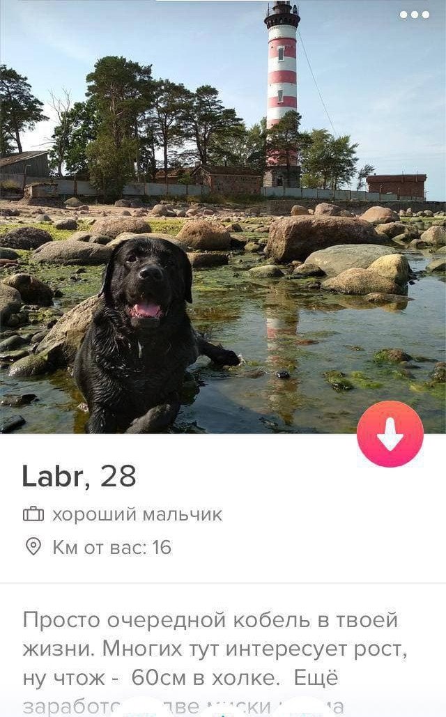    Tinder (15 )