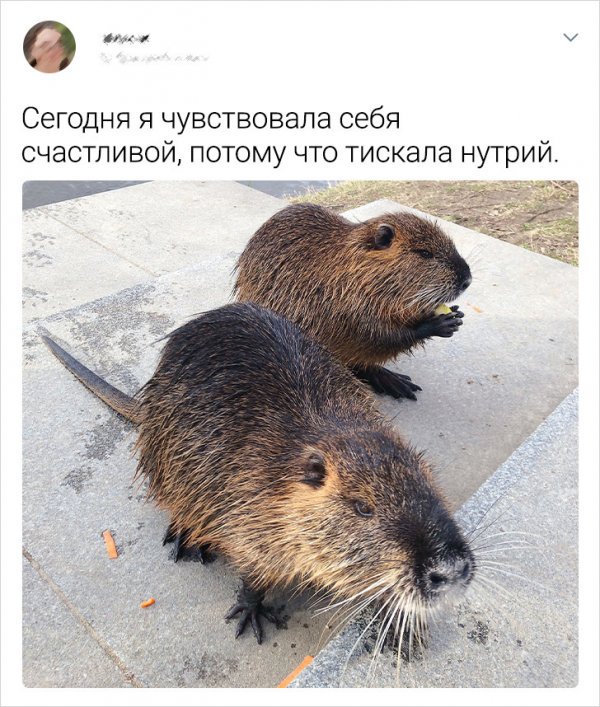 Веселый твиттер (18 фото)