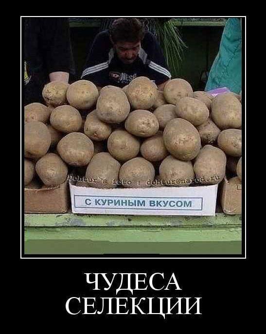 Демотиваторы вторника (17 фото)