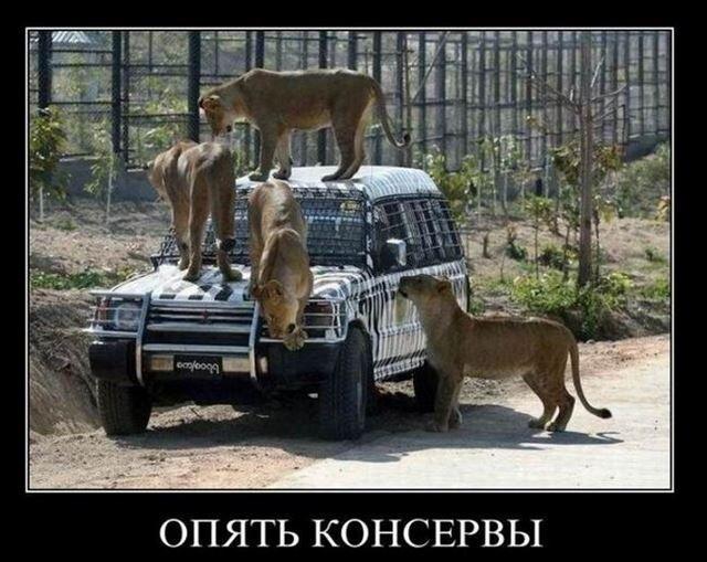Демотиваторы четверга (15 фото)