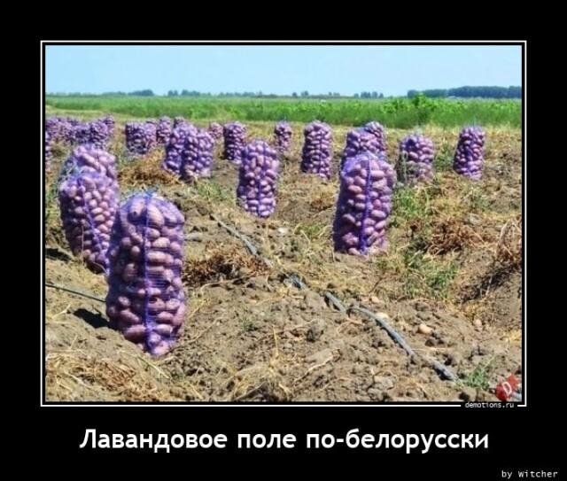 Демотиваторы понедельника (13 фото)