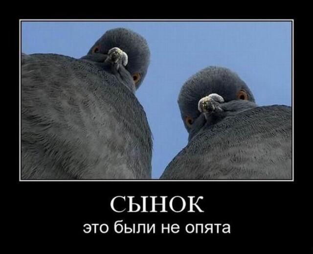 Демотиваторы среды (17 фото)