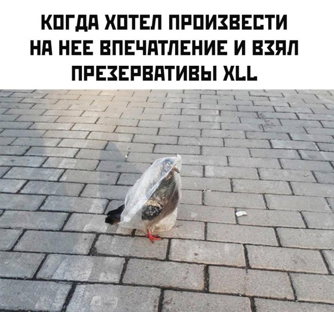 Свежие приколы для настроения (20 фото)