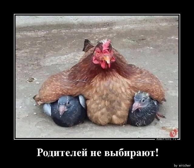 Демотиваторы четверга (20 фото)