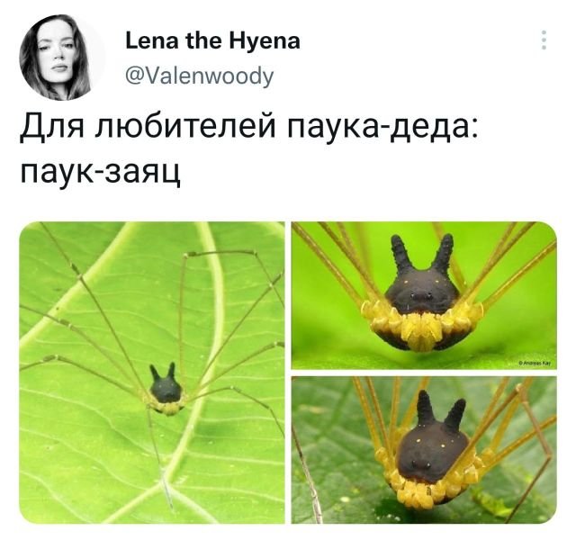 ������ ���� �� �������� (15 ����)