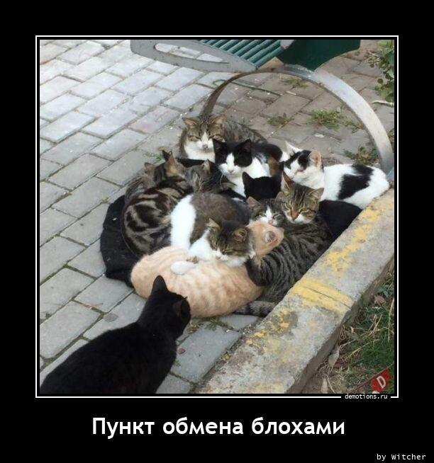 Демотиваторы пятницы (16 фото)