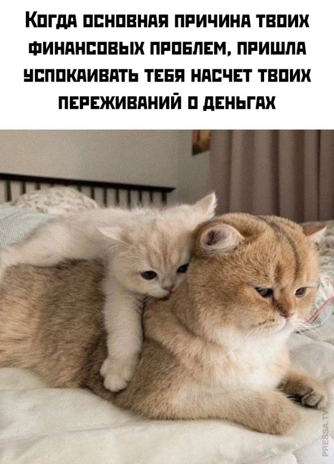 Веселые приколы и мемы из сети (33 фото)