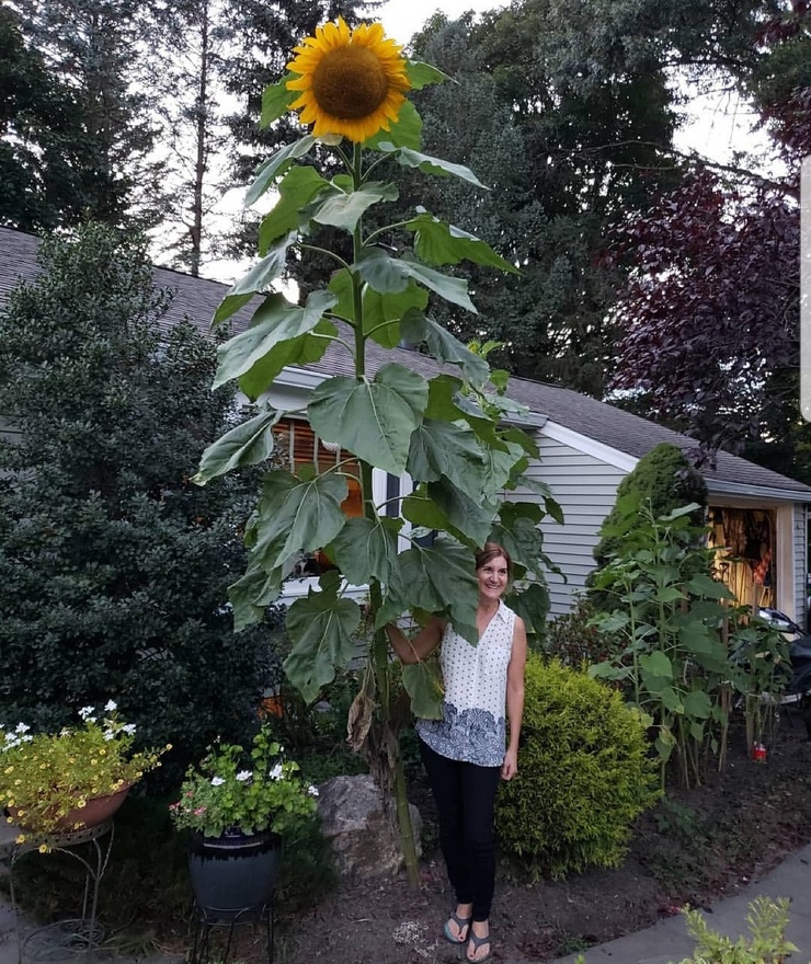        (35 )
