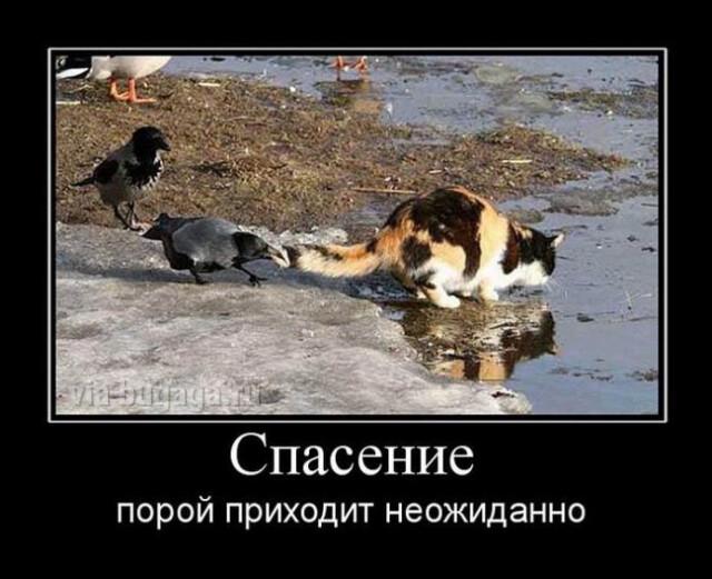 Демотиваторы пятницы (15 фото)