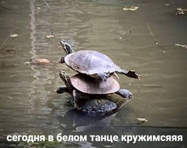 Свежие приколы и мемы из сети (20 фото)