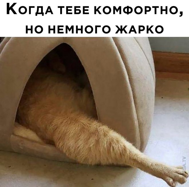 Свежее ассорти приколов и мемов (40 фото)