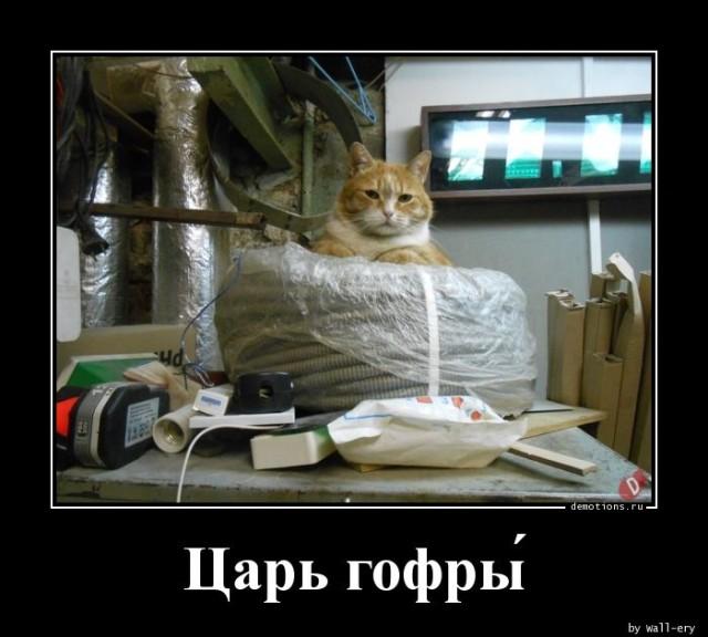 Демотиваторы понедельника (12 фото)