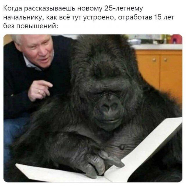 Ассорти приколов из сети (15 фото)