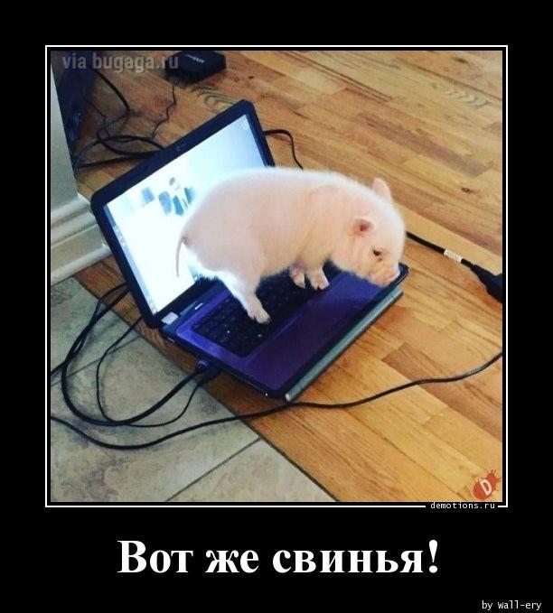 ������������ ������������ (15 ����)