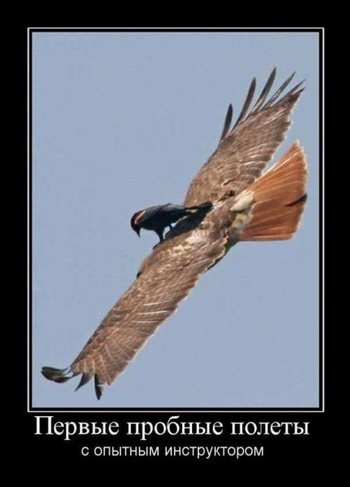 ������������ ������� (15 ����)