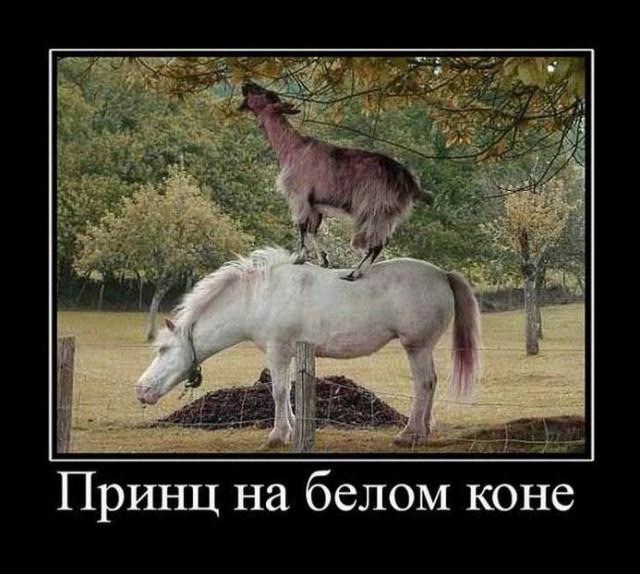 ������������ ������� (15 ����)