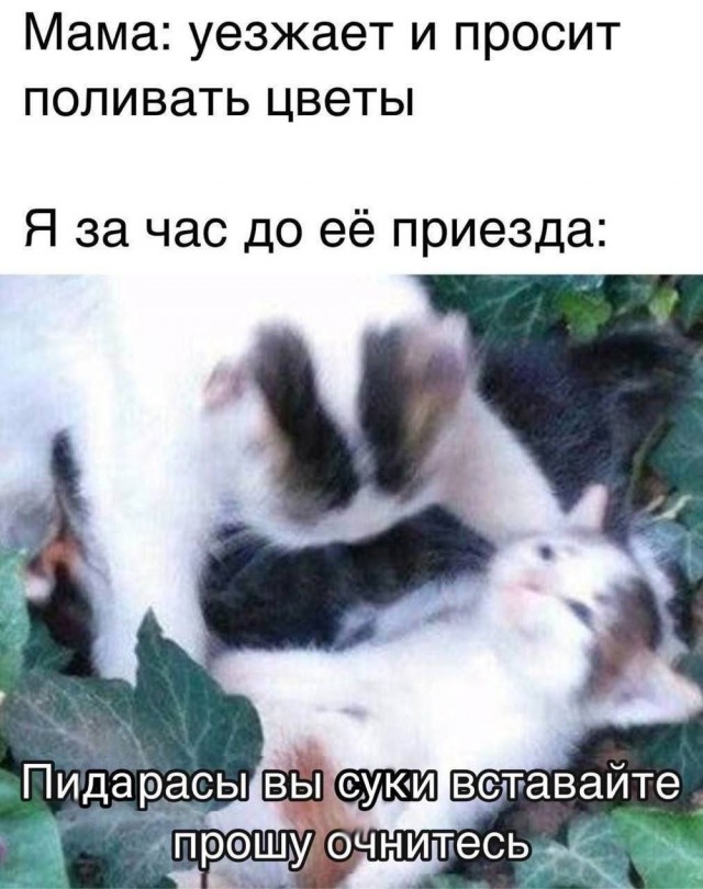 !       (33 )