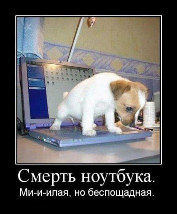 ������������ �������� (17 ����)