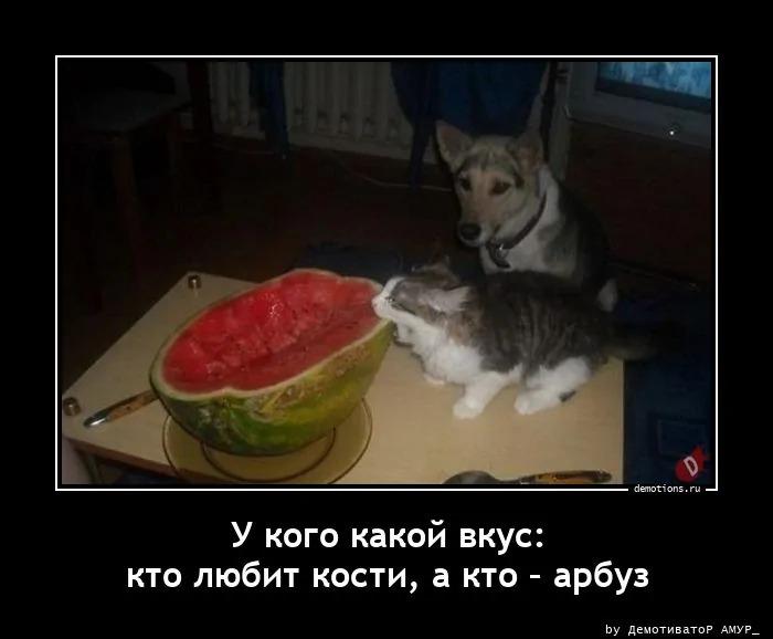 ������������ ������������ (16 ����)