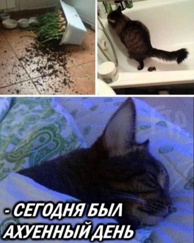 ������� �������� � ����� ��� ���������� (30 ����)