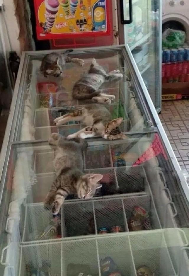 �������� ������� �������� �� ���� (30 ����)