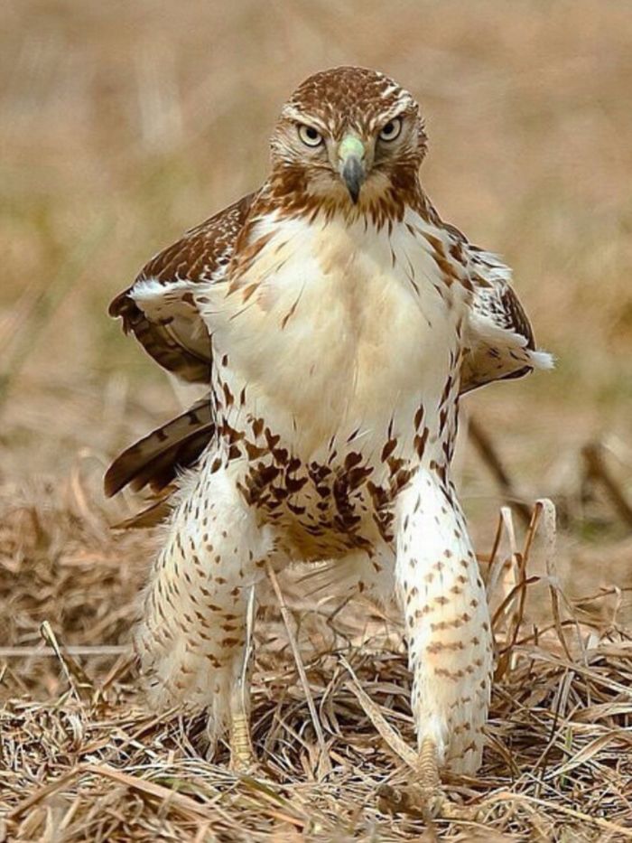 ������� �������� ��� ���������� (25 ����)