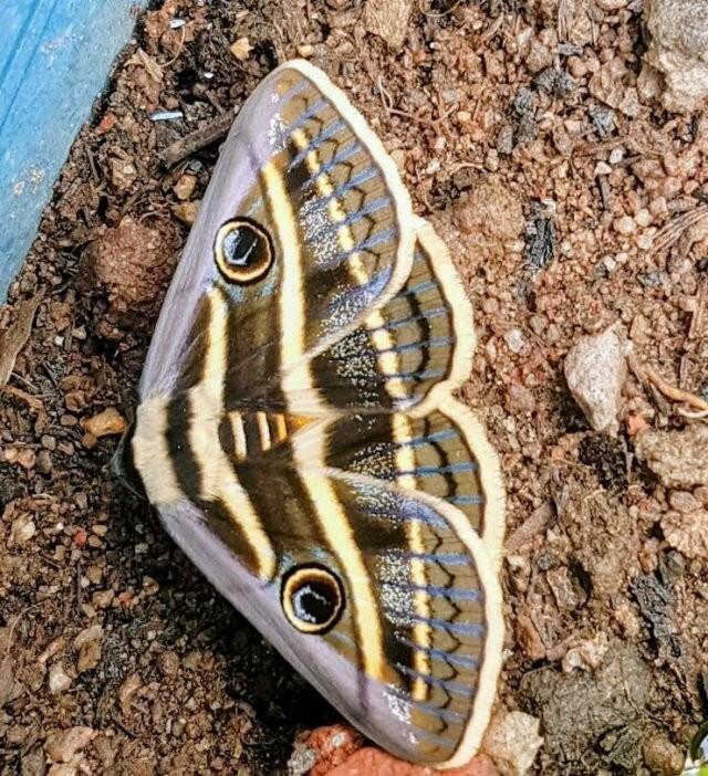 ���� � ������� ��� ���������� (30 ����)