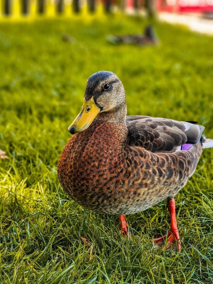 ���������! ������� �������� ��� ���������� (30 ����)