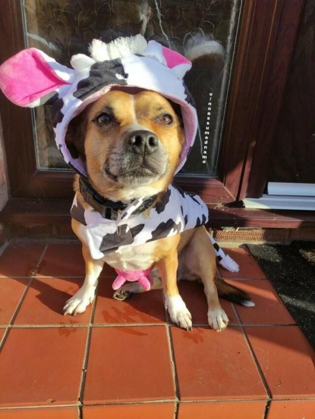 ���������! ������� �������� ��� ���������� (30 ����)